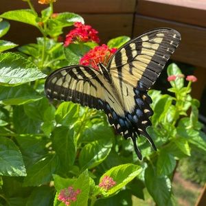 Meet your Posher, Carolyn